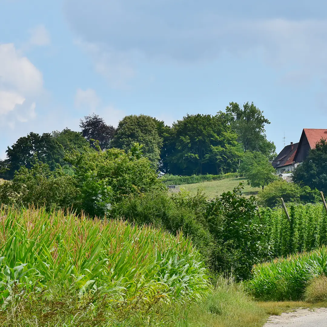 Ländliche Landschaft in der Hallertau mit Maisfeldern, grünen Wiesen, Hopfenanlagen und einem Bauernhof mit rotem Dach im Hintergrund.