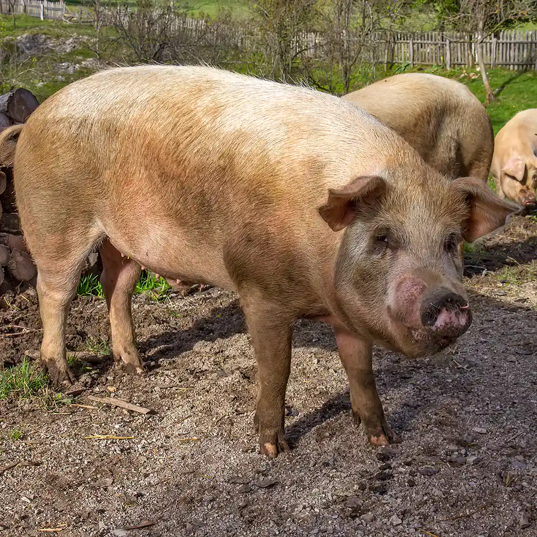 Ein Rapsschwein auf einem Hof mit Auslauf im Freien, umgeben von weiteren Schweinen, Grünflächen und einem Holzzaun im Hintergrund.