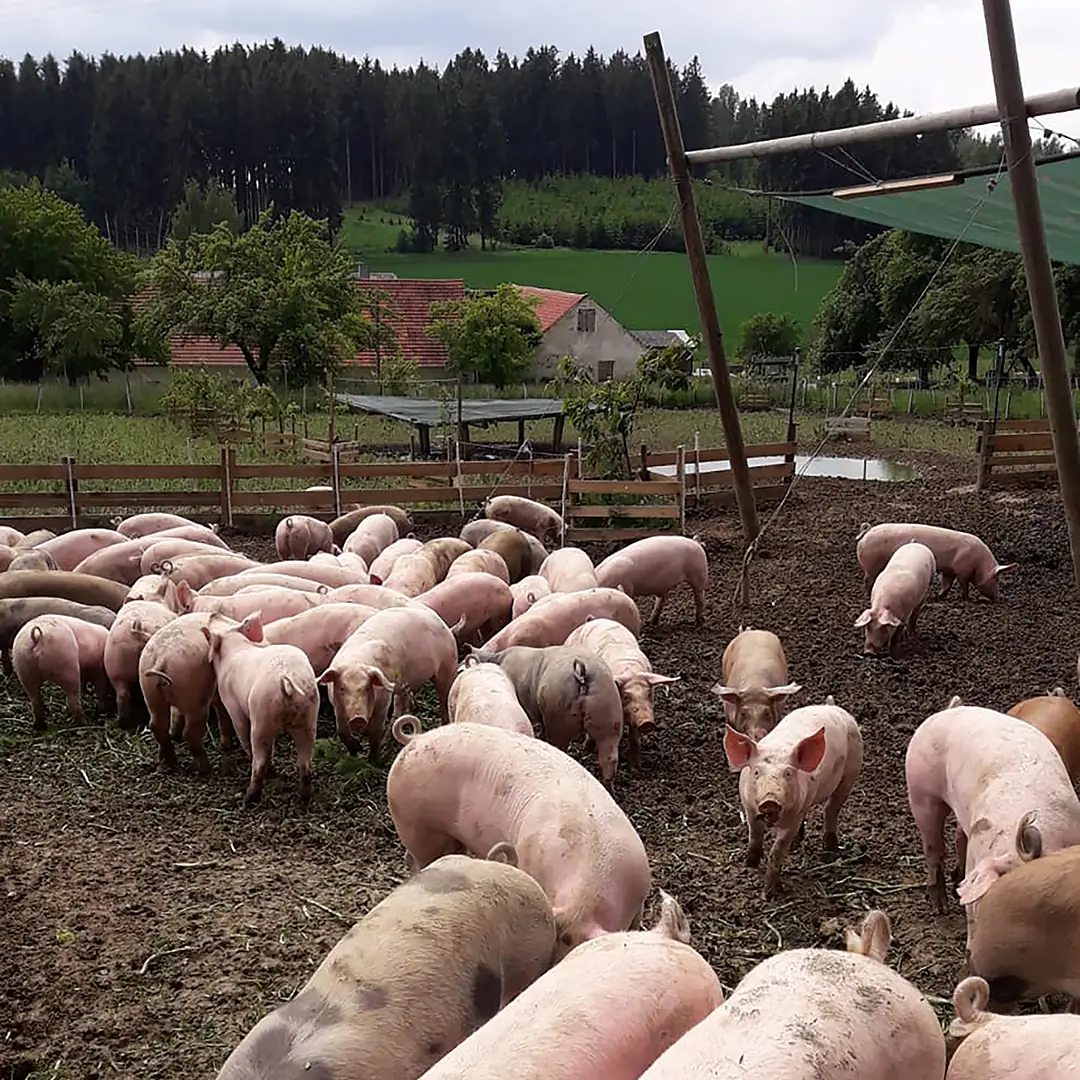 Eine große Gruppe Schweine auf einem weitläufigen Außenbereich mit natürlichem Boden, umgeben von Zäunen, Bäumen und einem Bauernhof im Hintergrund.